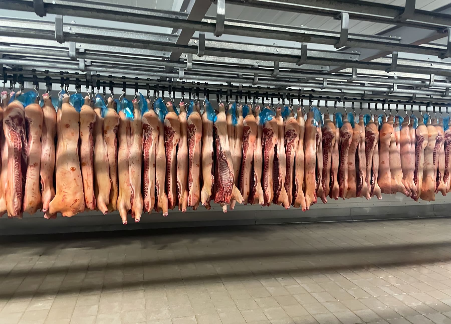 Canales de cerdo colgadas en la cámara frigorífica de una industria cárnica